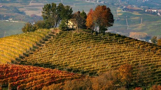 Piedmont vines